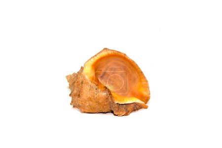Photo for Rapana shell isolated on white background - Royalty Free Image