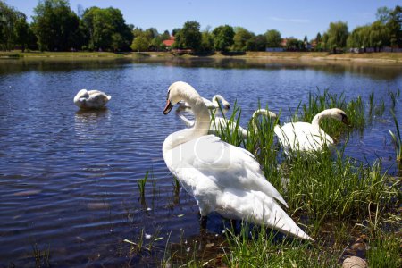 Photo for White swans on the city lake in Kolomyia, Ukraine - Royalty Free Image