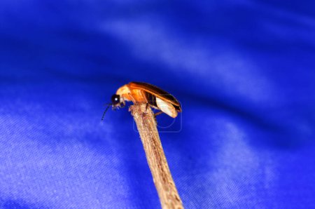 Photo for Photuris pensylvanica - firefly of the genus Photuris on a branch - Royalty Free Image