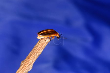 Téléchargez les photos : Photuris pensylvanica - luciole du genre Photuris sur une branche - en image libre de droit
