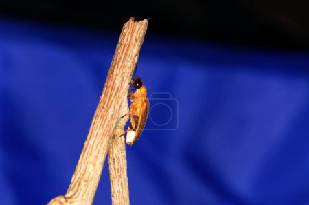 Photo for Photuris pensylvanica - firefly of the genus Photuris on a branch - Royalty Free Image