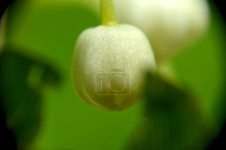 Photo for Still unopened snowdrop flower, macro. - Royalty Free Image