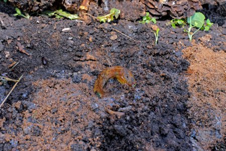 Téléchargez les photos : Limace brune rampe sur le sol dans le potager - en image libre de droit