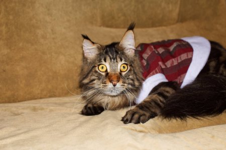 Funny Maine Coon cat in Christmas clothes
