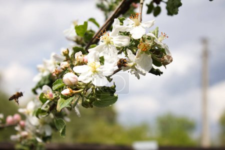 Téléchargez les photos : Les abeilles mellifères recueillent le pollen des fleurs de pomme en fleurs. - en image libre de droit