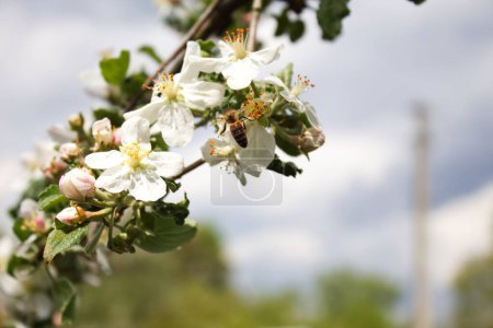 Téléchargez les photos : Les abeilles mellifères recueillent le pollen des fleurs de pomme en fleurs. - en image libre de droit