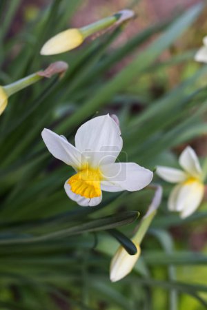 Photo for Beautiful bouquet narcissus grows in the Kharkov yard - Royalty Free Image