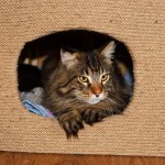 Funny Maine Coon cat is resting at home