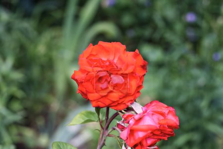 Téléchargez les photos : Belle rose fleurie dans la cour de Kharkov - en image libre de droit