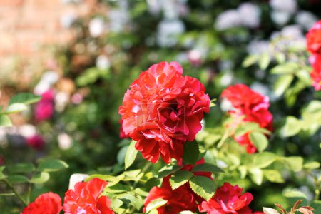 Téléchargez les photos : Belle rose fleurie dans la cour de Kharkov - en image libre de droit
