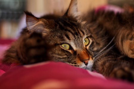 Portrait d'un chat du Maine Coon nommé Fedor reposant sur le lit
