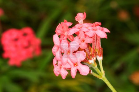 Photo for Beautiful scarlet flowers Pimelea in Thailand. - Royalty Free Image