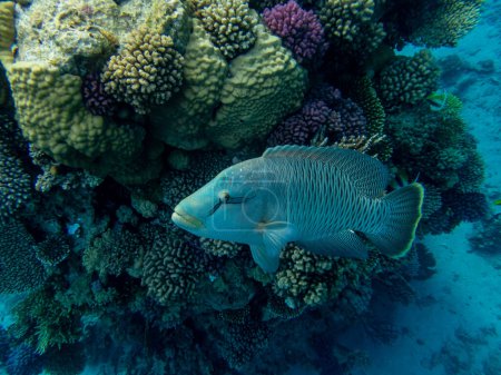 Photo for Napoleon fish in the depths of the Red Sea Napoleon fish in the depths of the Red Sea - Royalty Free Image