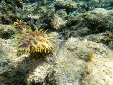 Photo for Far Eastern trepang at the bottom of a coral reef in the Red Sea - Royalty Free Image