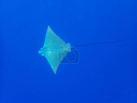 Photo for Aetobatus ocellatus in the depths of the Red Sea - Royalty Free Image