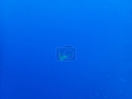Photo for Aetobatus ocellatus in the depths of the Red Sea - Royalty Free Image