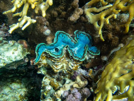 Foto de Tridacna gigante en el arrecife de coral del Mar Rojo - Imagen libre de derechos