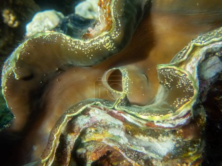 Foto de Tridacna gigante en el arrecife de coral del Mar Rojo - Imagen libre de derechos