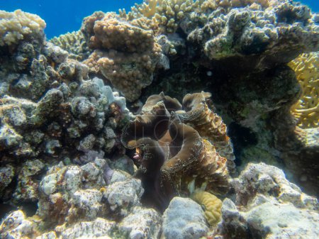 Téléchargez les photos : Tridacna géant dans le récif corallien de la mer Rouge - en image libre de droit