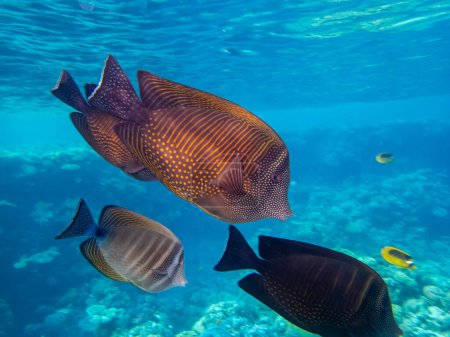 Foto de Zebrasoma marinero Desjardins en un arrecife de coral del Mar Rojo - Imagen libre de derechos