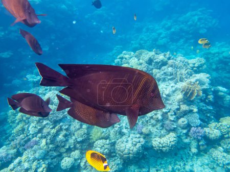 Photo for Zebrasoma sailor Desjardins in a coral reef of the Red Sea - Royalty Free Image