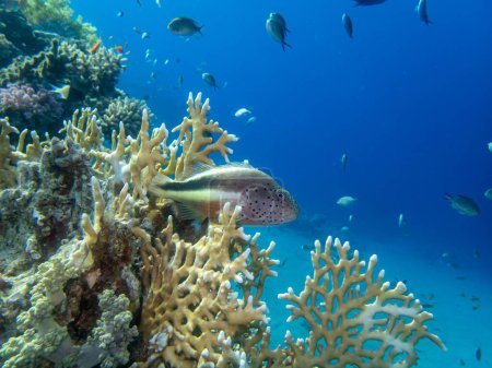 Foto de Paracirrhites forsteri en un arrecife de coral del Mar Rojo - Imagen libre de derechos