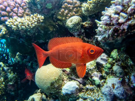 Photo for Priacanthus macracanthus in a Red Sea coral reef - Royalty Free Image