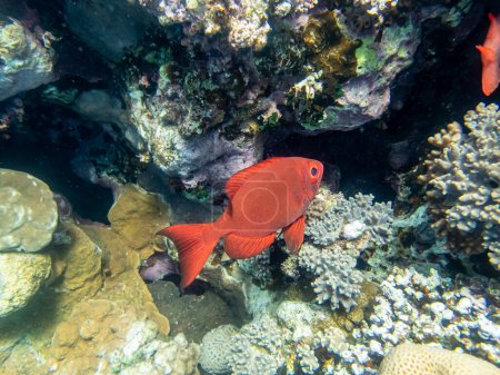 Photo for Priacanthus macracanthus in a Red Sea coral reef - Royalty Free Image