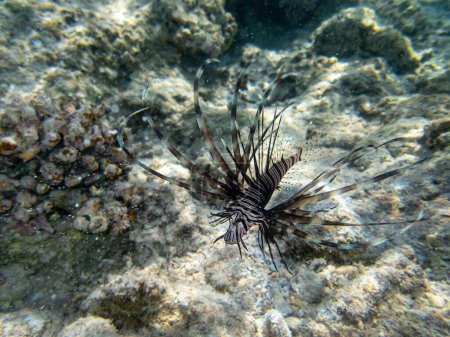 Photo for Lionfish lives in the coral reef of the Red Sea - Royalty Free Image