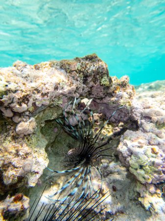 Photo for Lionfish lives in the coral reef of the Red Sea - Royalty Free Image