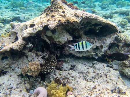 Téléchargez les photos : Petite grotte avec ses habitants récifaux coralliens dans la mer Rouge - en image libre de droit