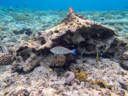 Téléchargez les photos : Petite grotte avec ses habitants récifaux coralliens dans la mer Rouge - en image libre de droit