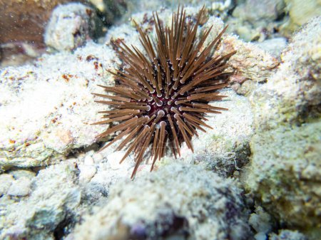 Photo for Sea urchin at the bottom of a coral reef in the Red Sea - Royalty Free Image
