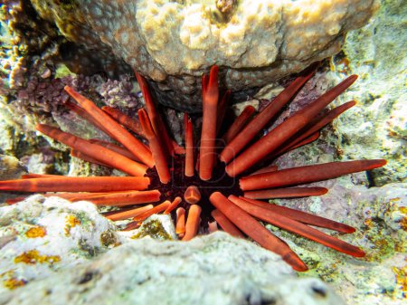 Foto de Erizo de mar en el fondo de un arrecife de coral en el Mar Rojo - Imagen libre de derechos