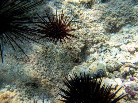 Foto de Erizo de mar en el fondo de un arrecife de coral en el Mar Rojo - Imagen libre de derechos