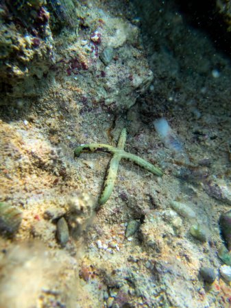 Foto de Estrella de mar en el fondo de un arrecife de coral en el Mar Rojo. Ophiura, Linckia multifora - Imagen libre de derechos
