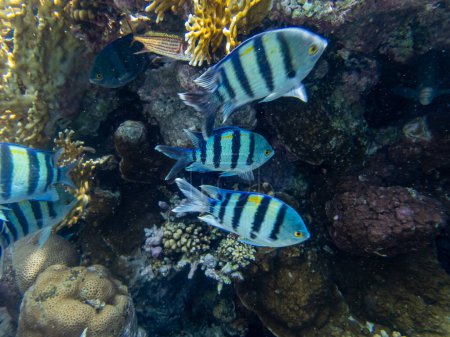 Photo for Flock of fish in the expanse of a coral reef in the Red Sea - Royalty Free Image
