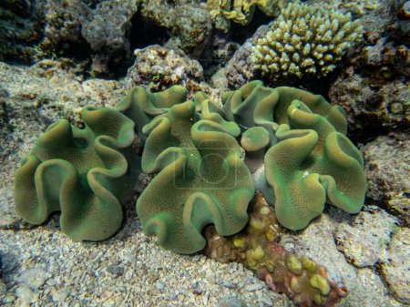 Photo for Extraordinarily beautiful corals in the coral reef of the Red Sea - Royalty Free Image
