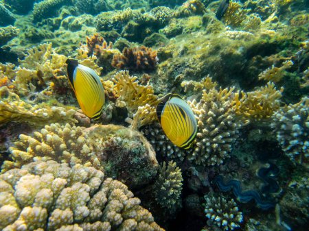 Téléchargez les photos : Chaetodon fasciatus dans un récif corallien de la mer Rouge - en image libre de droit