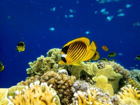 Foto de Chaetodon fasciatus en un arrecife de coral en el Mar Rojo - Imagen libre de derechos