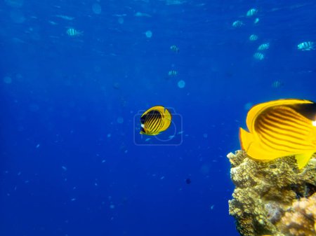 Téléchargez les photos : Chaetodon fasciatus dans un récif corallien de la mer Rouge - en image libre de droit