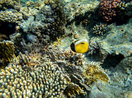 Foto de Chaetodon fasciatus en un arrecife de coral en el Mar Rojo - Imagen libre de derechos
