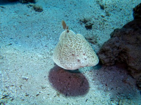 Téléchargez les photos : Torpedo marmorata ou rayon électrique marbré au fond d'un récif corallien dans la mer Rouge - en image libre de droit