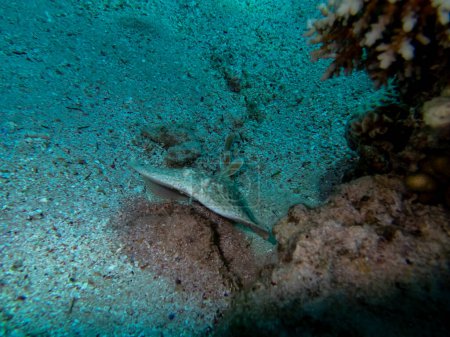 Téléchargez les photos : Torpedo marmorata ou rayon électrique marbré au fond d'un récif corallien dans la mer Rouge - en image libre de droit