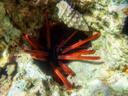 Foto de Erizo de mar en un arrecife de coral en el Mar Rojo - Imagen libre de derechos