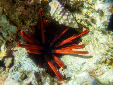 Foto de Erizo de mar en un arrecife de coral en el Mar Rojo - Imagen libre de derechos