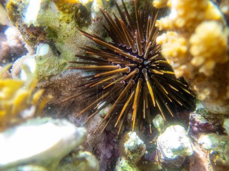 Photo for Sea urchin on a coral reef in the Red Sea - Royalty Free Image