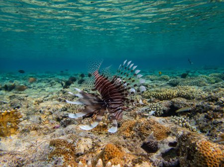 Foto de Pez león en un arrecife de coral en el Mar Rojo - Imagen libre de derechos