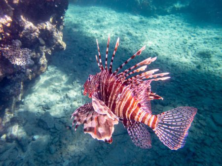 Foto de Pez león en un arrecife de coral en el Mar Rojo - Imagen libre de derechos