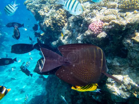 Acanthurus sohal o pez cirujano en un arrecife de coral en el Mar Rojo